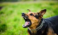 September 28, World Rabies Day